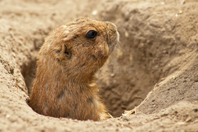 Portrait of a ground squirrel feeding. Portrait of a ground squirrel feeding