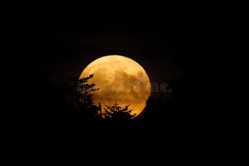 Moon at it largest also called supermoon approximately ten percent larger than usual rises behind some trees. Moon at it largest also called supermoon approximately ten percent larger than usual rises behind some trees