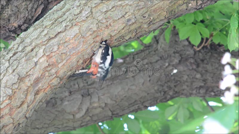 De grote bevlekte belangrijke voedende jongelui van spechtdendrocopos