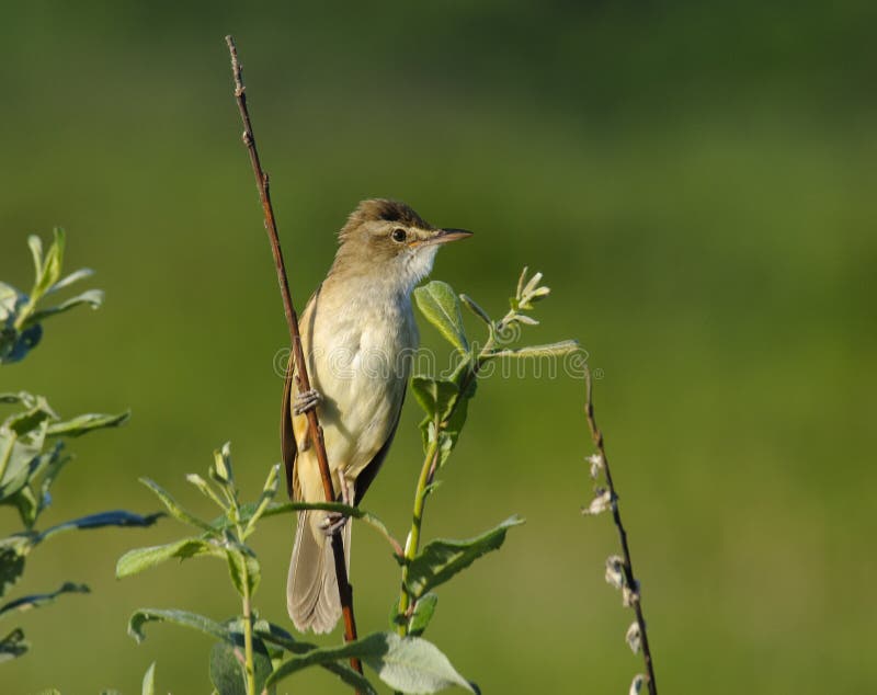 De grote Grasmus van het Riet royalty-vrije stock afbeeldingen De grote Grasmus van het Riet royalty-vrije stock afbeeldingen