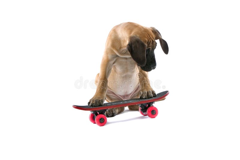 De grote hond van de Deen op skateboard stock fotografie De grote hond van de Deen op skateboard stock fotografie