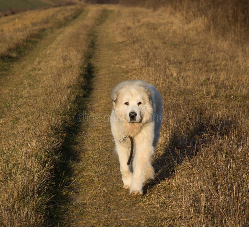 De grote Hond van de Pyreneeën royalty-vrije stock fotografie De grote Hond van de Pyreneeën royalty-vrije stock fotografie