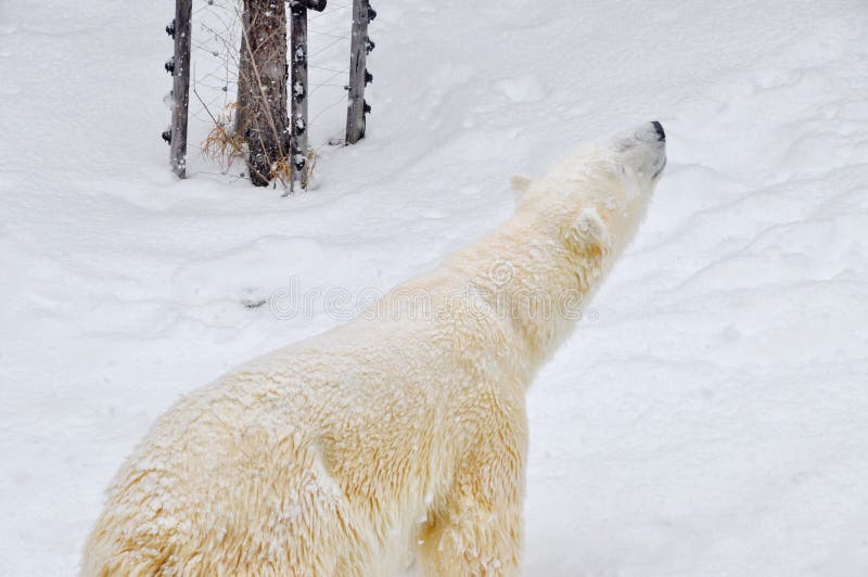 De grote ijsbeer loopt in zijn kooi in Asahiyama-dierentuin in Sappor royalty-vrije stock afbeeldingen De grote ijsbeer loopt in zijn kooi in Asahiyama-dierentuin in Sappor royalty-vrije stock afbeeldingen