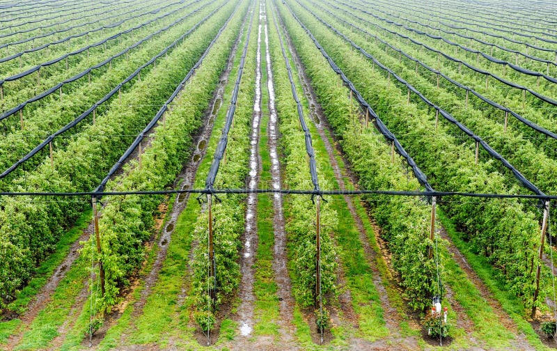 Apple orchard with apples on trees under gray sky. Apple orchard with apples on trees under gray sky