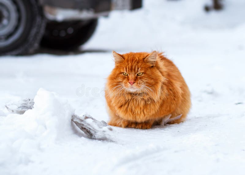 De grote pluizige zitting van de gemberkat in de sneeuw, verdwaalde dieren in de winter, daklozen bevroren kat royalty-vrije stock afbeeldingen De grote pluizige zitting van de gemberkat in de sneeuw, verdwaalde dieren in de winter, daklozen bevroren kat royalty-vrije stock afbeeldingen