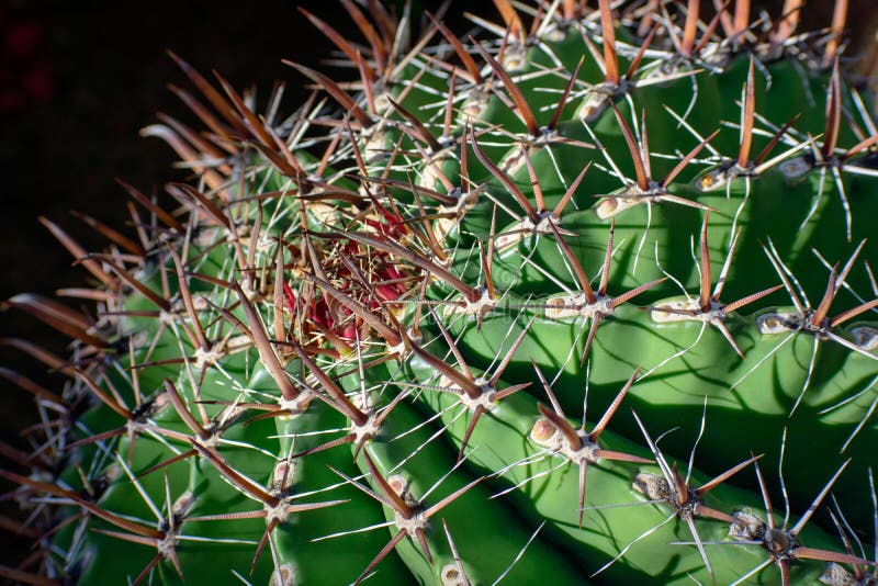 De grote ronde cactus, sluit omhoog, selectieve mening stock fotografie De grote ronde cactus, sluit omhoog, selectieve mening stock fotografie