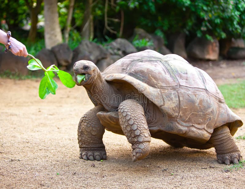 De Grote Schildpad Seychellen Eet. Sluit - Image of mauritius, huid: 27073986