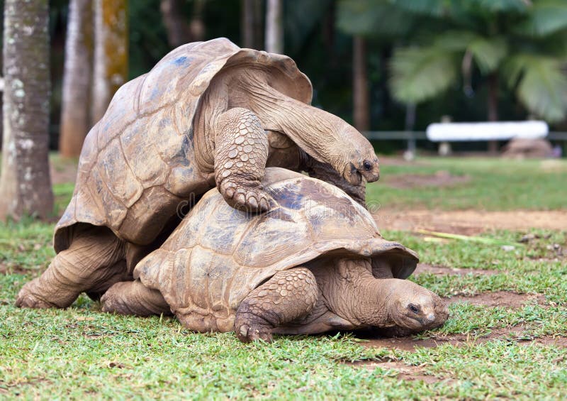 Grote Schildpad Van Seychellen in Het Park Van De Reserve Van La Vanille. Stock Foto Image of rijden: 24684910