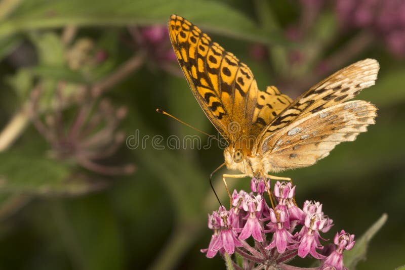 De grote spangled fritillary vlinder milkweed bloemen in Verno stock fotografie De grote spangled fritillary vlinder milkweed bloemen in Verno stock fotografie
