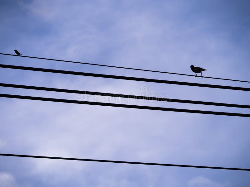 De grote Vogel volgt Weinig Vogel op de Draad stock afbeelding De grote Vogel volgt Weinig Vogel op de Draad stock afbeelding