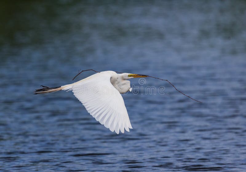 De grote witte aigrette draagt het nestelen materiaal om te nestelen royalty-vrije stock foto's De grote witte aigrette draagt het nestelen materiaal om te nestelen royalty-vrije stock foto's