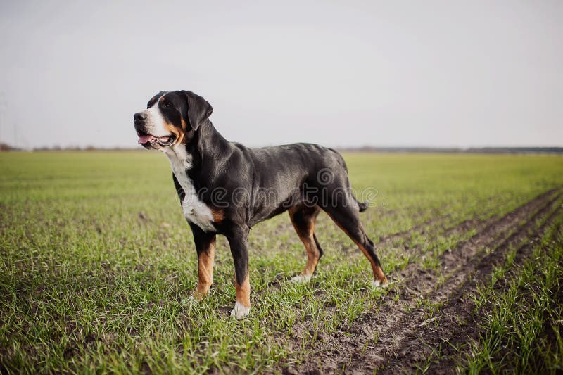 De grotere Zwitserse Hond van de Berg royalty-vrije stock foto's De grotere Zwitserse Hond van de Berg royalty-vrije stock foto's