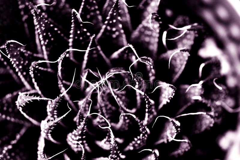 An abstract grunge treatment of a cactus crassulacean plant, with purple brown tones and high contrast. Horizontal format. An abstract grunge treatment of a cactus crassulacean plant, with purple brown tones and high contrast. Horizontal format.