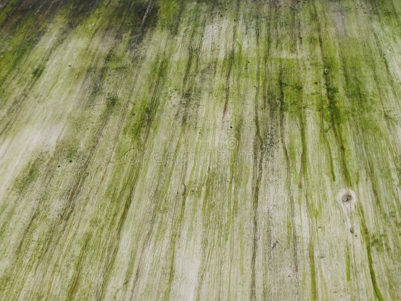 De gröna mossarna på väggbakgrunden utgör en vacker textur arkivfoto