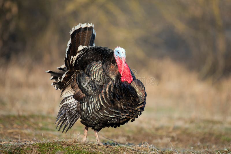 De haan van Turkije op gras bij dorpsbinnenplaats stock fotografie De haan van Turkije op gras bij dorpsbinnenplaats stock fotografie