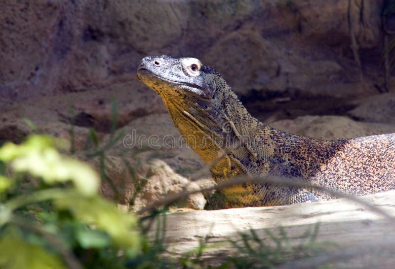 Komodovaraan hagedis Squamata royalty-vrije stock afbeelding