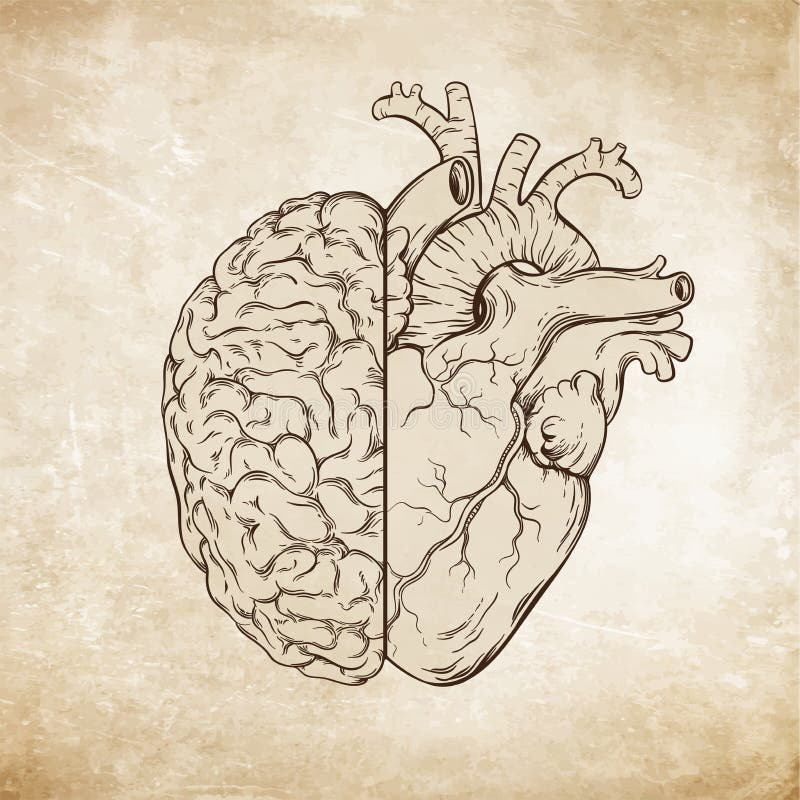 De hand getrokken menselijke hersenen en het hart van de lijnkunst Da Vinci-schetsenstijl over grunge verouderde document vectori vector illustratie De hand getrokken menselijke hersenen en het hart van de lijnkunst Da Vinci-schetsenstijl over grunge verouderde document vectori vector illustratie