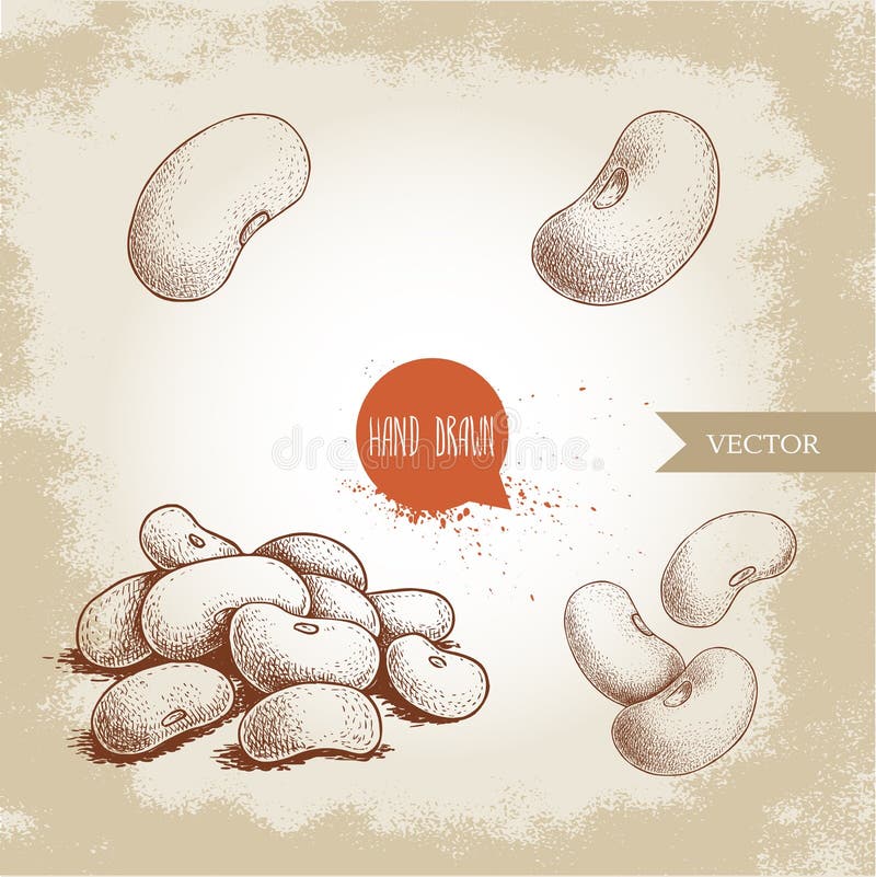 Hand drawn sketch style white beans set. Singles and group. Collection of vector illustration of healthy diet food isolated on old looking background. Raw food ingredient. Hand drawn sketch style white beans set. Singles and group. Collection of vector illustration of healthy diet food isolated on old looking background. Raw food ingredient.