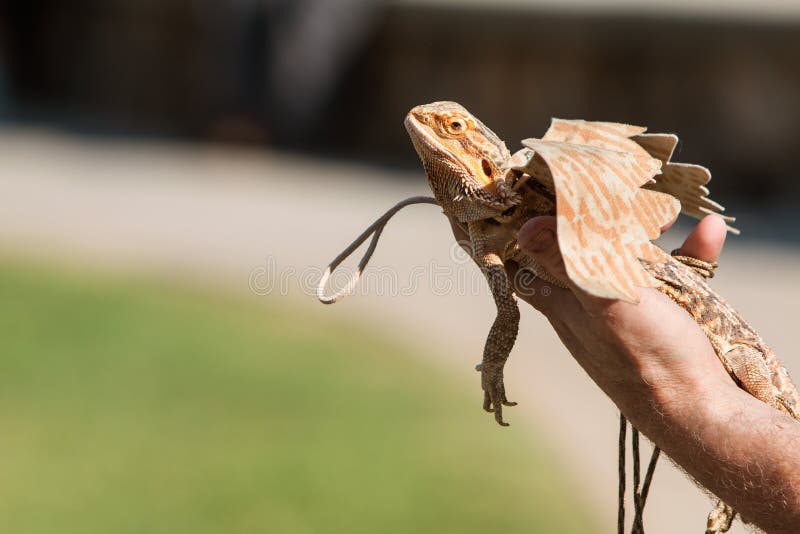 De hand houdt Gebaarde Dragon Wearing Wings At Pet-Kostuumwedstrijd stock fotografie De hand houdt Gebaarde Dragon Wearing Wings At Pet-Kostuumwedstrijd stock fotografie