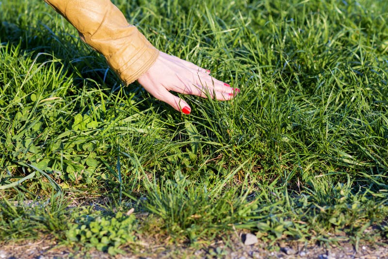 De hand van de vrouw wat betreft het gras stock afbeeldingen De hand van de vrouw wat betreft het gras stock afbeeldingen