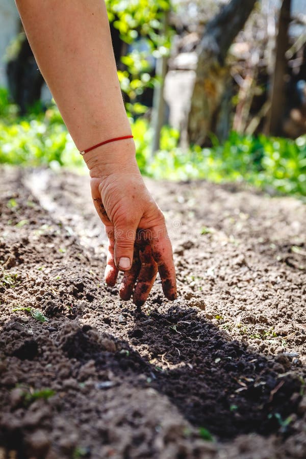 De hand van een bejaarde giet de aarde bij het zaaien Het concept het tuinieren, het leven ter wereld, stijl stock afbeeldingen De hand van een bejaarde giet de aarde bij het zaaien Het concept het tuinieren, het leven ter wereld, stijl stock afbeeldingen