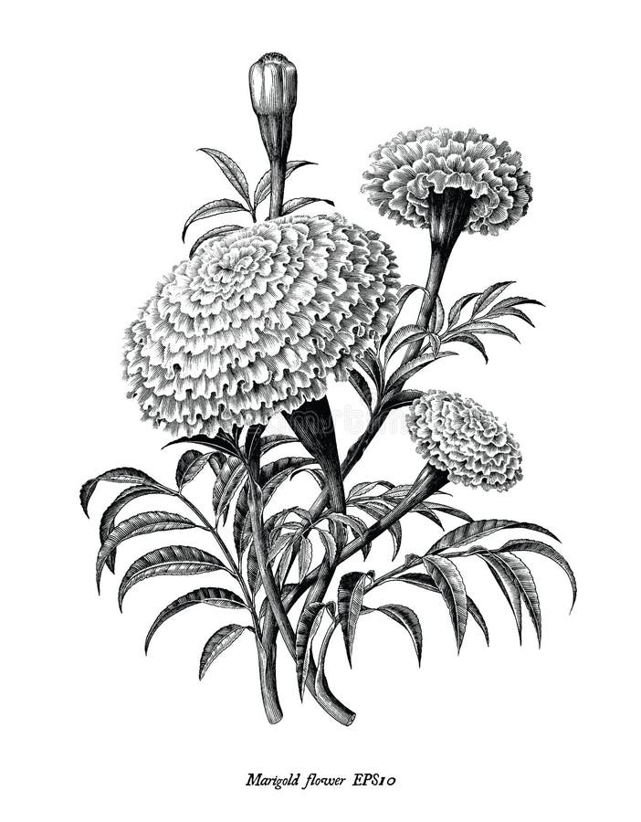 De hand van de goudsbloembloem trekt uitstekende geïsoleerde stijl zwart-witte illustratie op witte achtergrond
