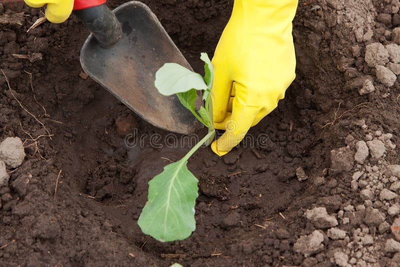 De handen die van de tuinman kool planten royalty-vrije stock foto De handen die van de tuinman kool planten royalty-vrije stock foto