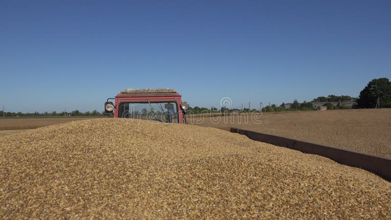 De handen van de landbouwersmens nemen handvol van tarwekorrel en gieten vers geoogste graangewassenkorrels 4K