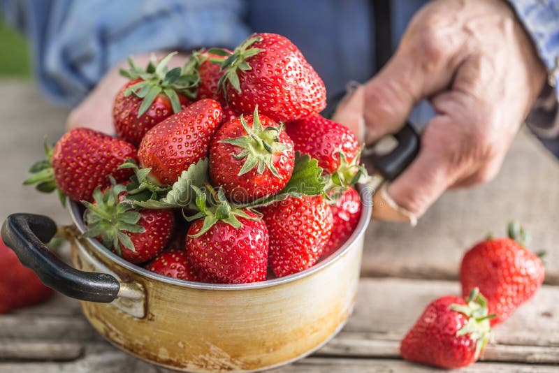 De handen van Farme houden een oud hoogtepunt van de keukenpot van verse rijpe aardbeien stock fotografie De handen van Farme houden een oud hoogtepunt van de keukenpot van verse rijpe aardbeien stock fotografie
