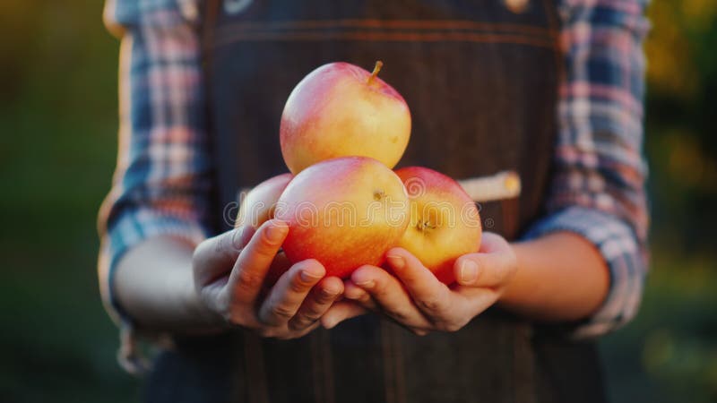 De handen van de landbouwer houden sommige sappige rijpe appelen Fruit van uw tuin stock afbeeldingen De handen van de landbouwer houden sommige sappige rijpe appelen Fruit van uw tuin stock afbeeldingen