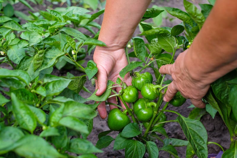 De handen van volwassen vrouw houdt een groene paprikapaprika op de tuinachtergrond Het concept het kweken van groenten stock fotografie De handen van volwassen vrouw houdt een groene paprikapaprika op de tuinachtergrond Het concept het kweken van groenten stock fotografie