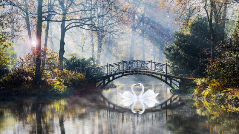 De hartvorm van zwanen houdt van partner voor het leven in toneelmening van het nevelige romantische landschap van de vijverherfs royalty-vrije stock foto's De hartvorm van zwanen houdt van partner voor het leven in toneelmening van het nevelige romantische landschap van de vijverherfs royalty-vrije stock foto's