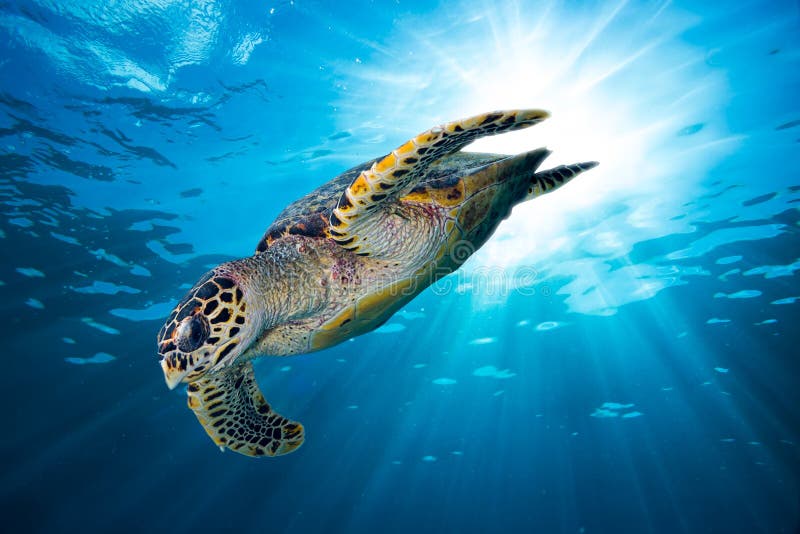 Hawksbill sea turtle dive down into the deep blue ocean against the sunlight. Hawksbill sea turtle dive down into the deep blue ocean against the sunlight
