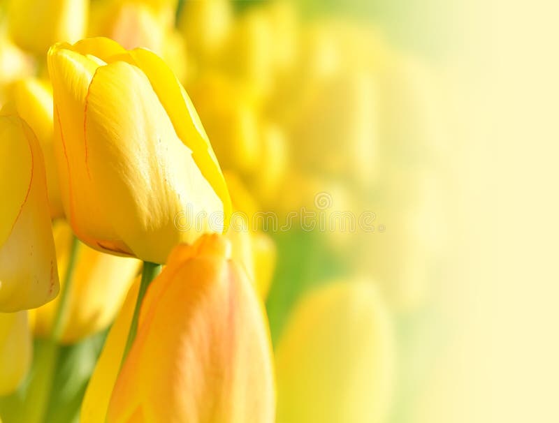 De heldere Gele Achtergrond van de Tulp van de Bloem