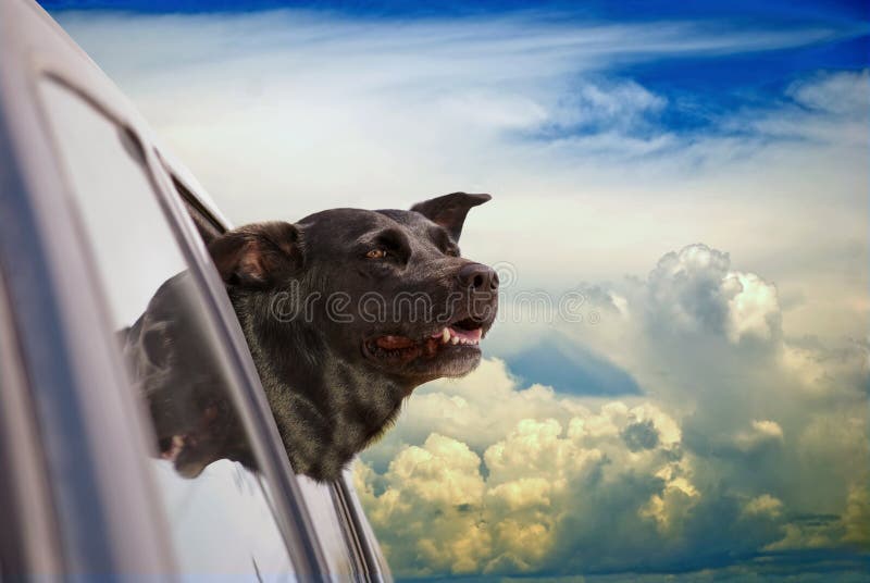De Hemel van de hond royalty-vrije stock fotografie De Hemel van de hond royalty-vrije stock fotografie