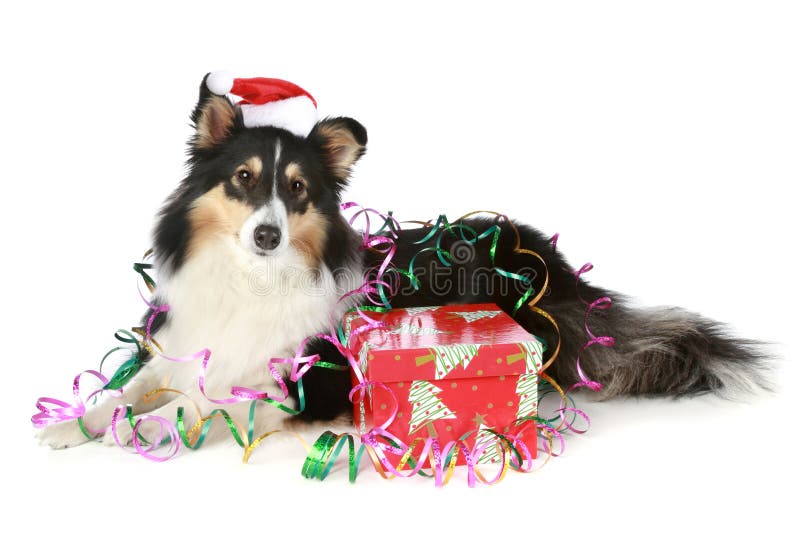 De herdershond van Shetland in de hoed van Kerstmis met een gift stock afbeeldingen De herdershond van Shetland in de hoed van Kerstmis met een gift stock afbeeldingen