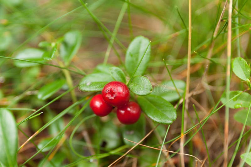 De herfst bos lingonberry tak, vers anti-oxyderend voedsel royalty-vrije stock afbeeldingen De herfst bos lingonberry tak, vers anti-oxyderend voedsel royalty-vrije stock afbeeldingen