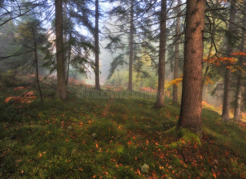 De herfst bos mistige ochtend in het feebos royalty-vrije stock foto's