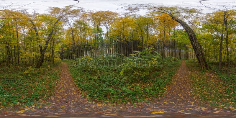 De herfst bos sferisch panorama stock afbeeldingen De herfst bos sferisch panorama stock afbeeldingen