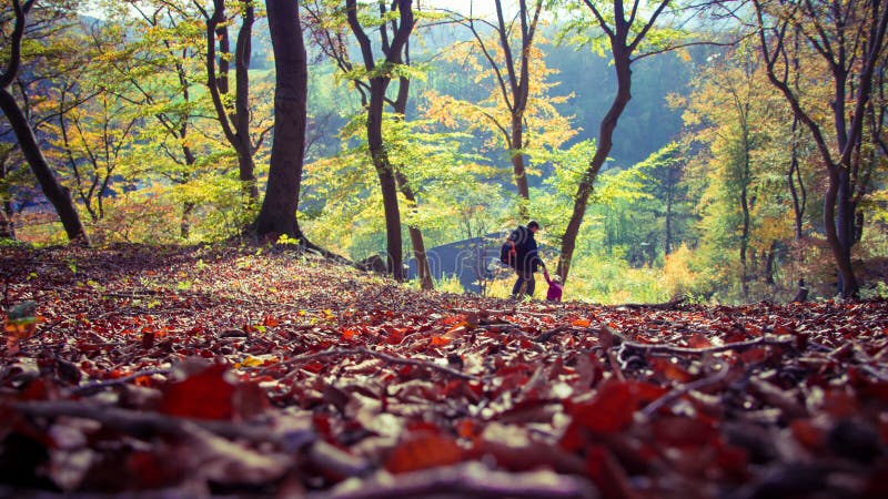 Herfstbos. Herfst in Duitsland royalty-vrije stock afbeelding