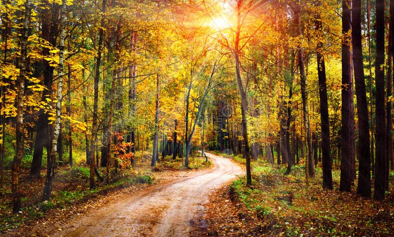 De herfst boslandschap op zonnige heldere dag Levendige zonnestralen door bomen in bos Kleurrijke aard bij dalingsseizoen