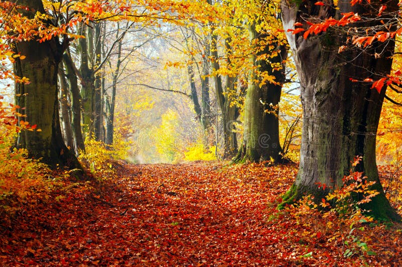 De herfst, dalings bosweg van rode bladeren naar licht