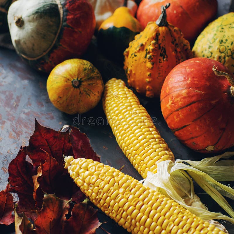 De herfst of dankzeggingsachtergrond met decoratieve pompoen, graan, kegels, wallnuts, esdoornbladeren, eikels op donkere houten royalty-vrije stock afbeeldingen De herfst of dankzeggingsachtergrond met decoratieve pompoen, graan, kegels, wallnuts, esdoornbladeren, eikels op donkere houten royalty-vrije stock afbeeldingen