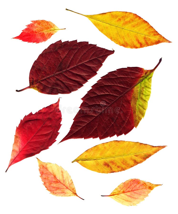 De herfst doorbladert stock fotografie De herfst doorbladert stock fotografie
