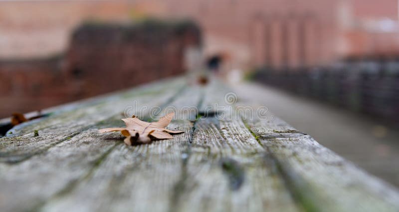 Autumn dry leaf on the road from boards.blurred background.Shallow depth of field. Autumn dry leaf on the road from boards.blurred background.Shallow depth of field.