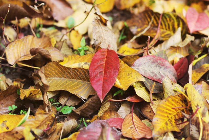 De herfst Gevallen bladeren stock afbeelding De herfst Gevallen bladeren stock afbeelding