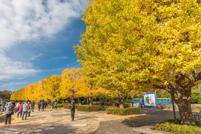 De herfst in het herdenkingspark van Showa, Tachikawa, Japan stock afbeelding De herfst in het herdenkingspark van Showa, Tachikawa, Japan stock afbeelding