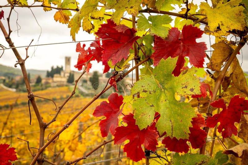 De herfst kleurt van de Chiantiwijngaarden met Badia een Passignano op achtergrond, tussen Siena en Florence Italië royalty-vrije stock afbeeldingen De herfst kleurt van de Chiantiwijngaarden met Badia een Passignano op achtergrond, tussen Siena en Florence Italië royalty-vrije stock afbeeldingen