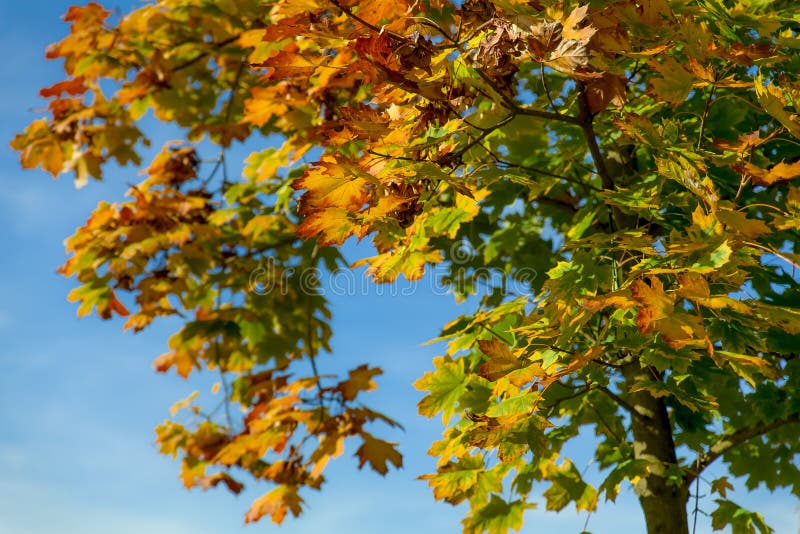 De herfst tegen de hemel stock foto's