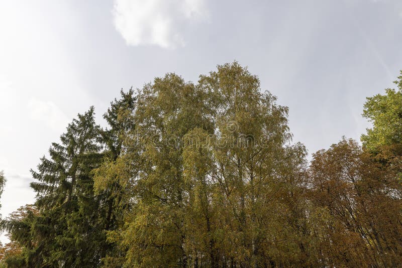 Berkenboom in de herfst tegen de lucht, herfstveranderingen royalty-vrije stock fotografie